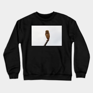 owl Crewneck Sweatshirt